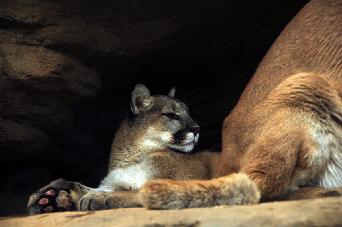 Mountain Lions. The Mountain Lion is Called by More Names Than Any Other Colorado Mammal  Cougar Puma Panther Catamount or Just Plain Lion. Mountain Lions Growing to Up to 6 Feet Long - Texas View